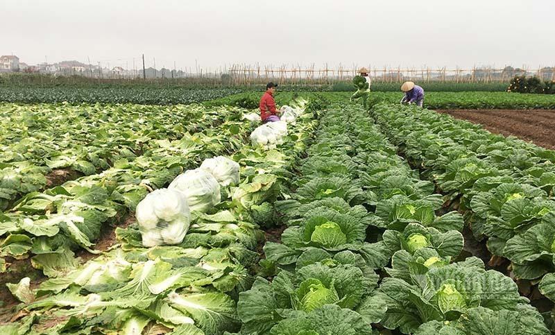 Rau tăng giá chóng mặt, rét thấu xương ra đồng hái bán lãi 400 triệu/ha - Ảnh 4.