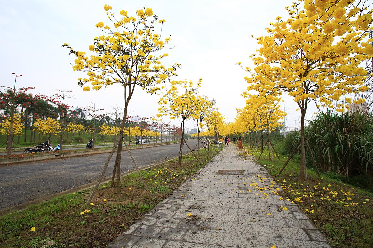 Ngỡ ngàng với vẻ đẹp mê hồn của đường hoa phong linh nằm ngay trong lòng Hà Nội - Ảnh 1.