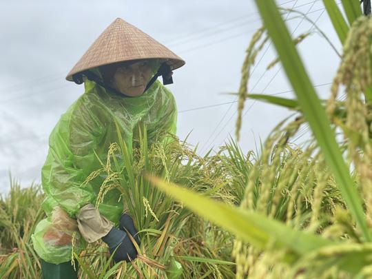 Cận cảnh người dân miền Trung bị thiệt hại nặng do mưa lũ dị thường - Ảnh 18.