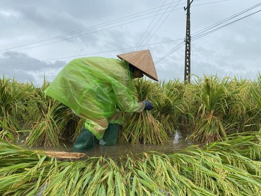 Cận cảnh người dân miền Trung bị thiệt hại nặng do mưa lũ dị thường - Ảnh 19.