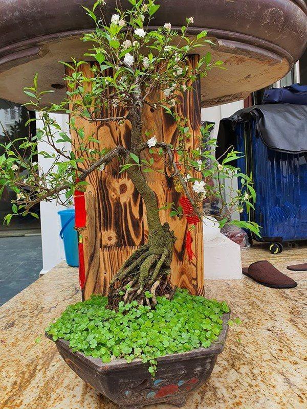 Nhìn đặc điểm này quanh nhà, thấy ngay Tuấn Hưng chịu chơi và chiều vợ số 1 - Ảnh 7.