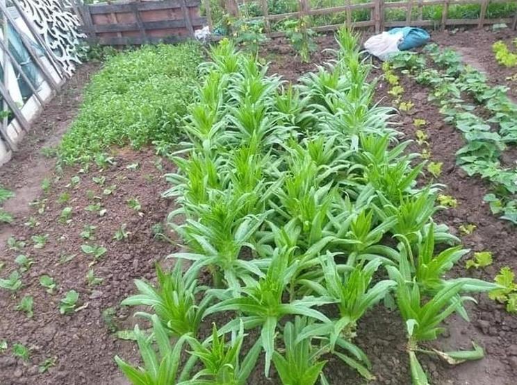 Kiếm 100 triệu đồng/tháng, vợ chồng ở Hà Nội vẫn phải 'bóp bụng' chi tiêu - Ảnh 8. Kiếm 100 triệu đồng/tháng, vợ chồng ở Hà Nội vẫn phải 'bóp bụng' chi tiêu - Ảnh 8.