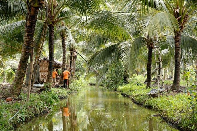 Nâng cấp chuỗi giá trị cho dừa - Ảnh 1.