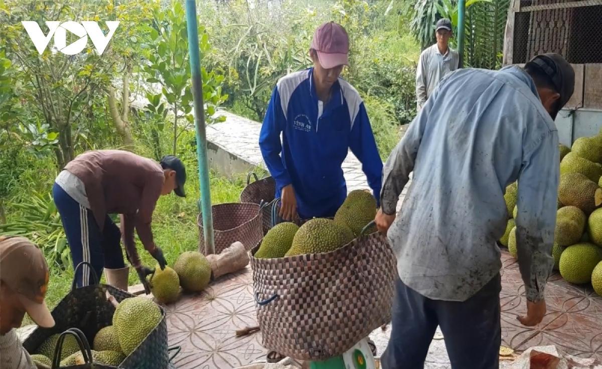 Giá mít giảm mạnh chỉ còn 3.000 đồng⁄kg, người trồng lỗ nặng - Ảnh 1.
