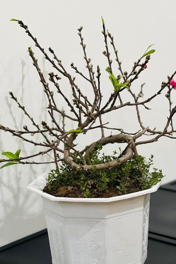 Ngắm căn nhà thuê của nghệ sĩ vừa xuất hiện trở lại trên truyền hình sau một năm trị bệnh - Ảnh 13. Ngắm căn nhà thuê của nghệ sĩ vừa xuất hiện trở lại trên truyền hình sau một năm trị bệnh - Ảnh 13.
