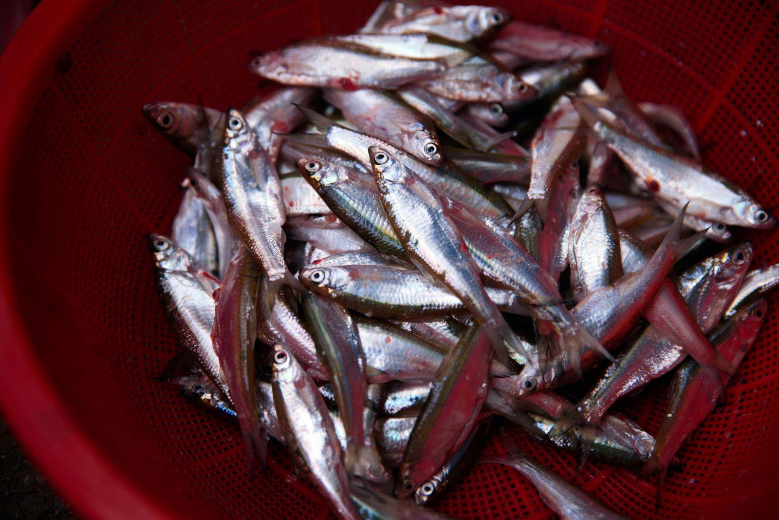 Cá nướng Pác Ngòi