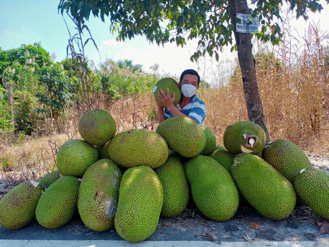 Cá kèo tăng giá kỷ lục, mít Thái ném xuống ao cho cá ăn - Ảnh 4.