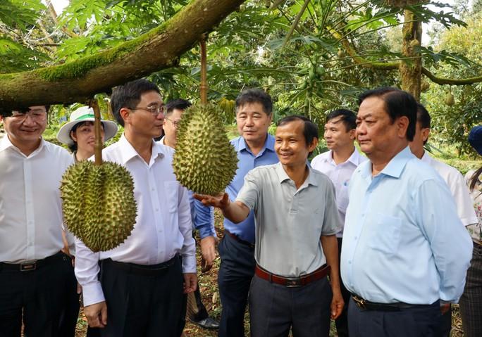 Xuất khẩu sầu riêng: Phải giữ chữ tín - Ảnh 1. Xuất khẩu sầu riêng: Phải giữ chữ tín - Ảnh 1.