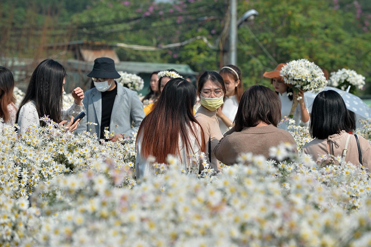 Chị em Hà thành tíu tít với cúc họa mi đầu mùa - Ảnh 5.