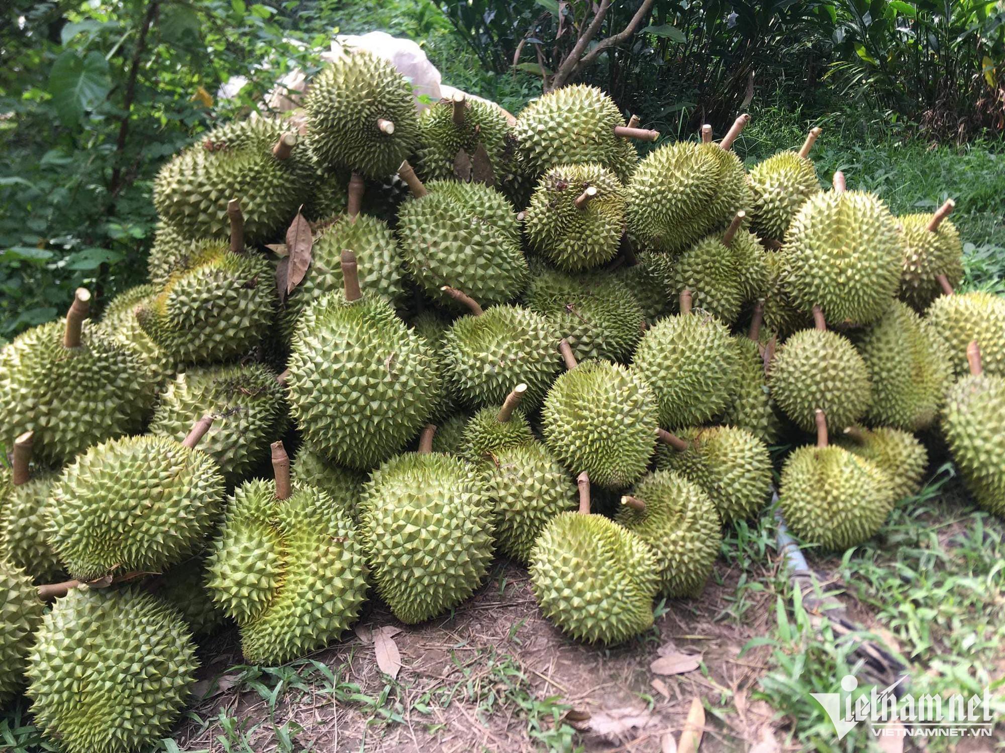 Giá trái cây tăng dựng đứng, có loại thành hàng siêu đắt đỏ - Ảnh 1. Giá trái cây tăng dựng đứng, có loại thành hàng siêu đắt đỏ - Ảnh 1.
