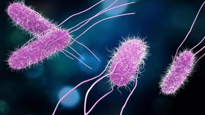 Vi khuẩn Salmonella có thể gây biến chứng là nhiễm trùng máu.