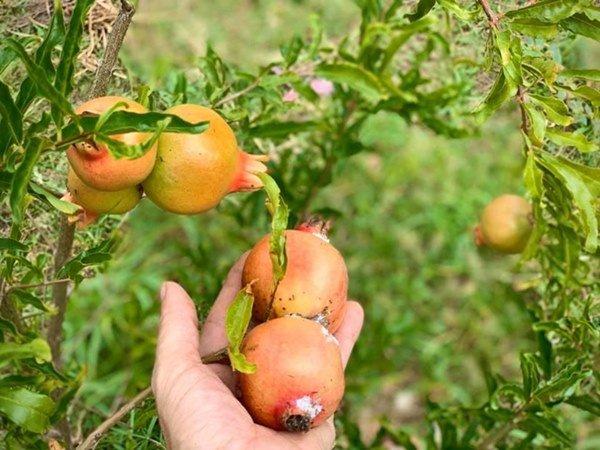 “Theo chồng bỏ cuộc chơi” ca sĩ Mỹ Lệ giàu có, bình yên trong nhà 1000m2 đẹp “líu lưỡi” - Ảnh 12.