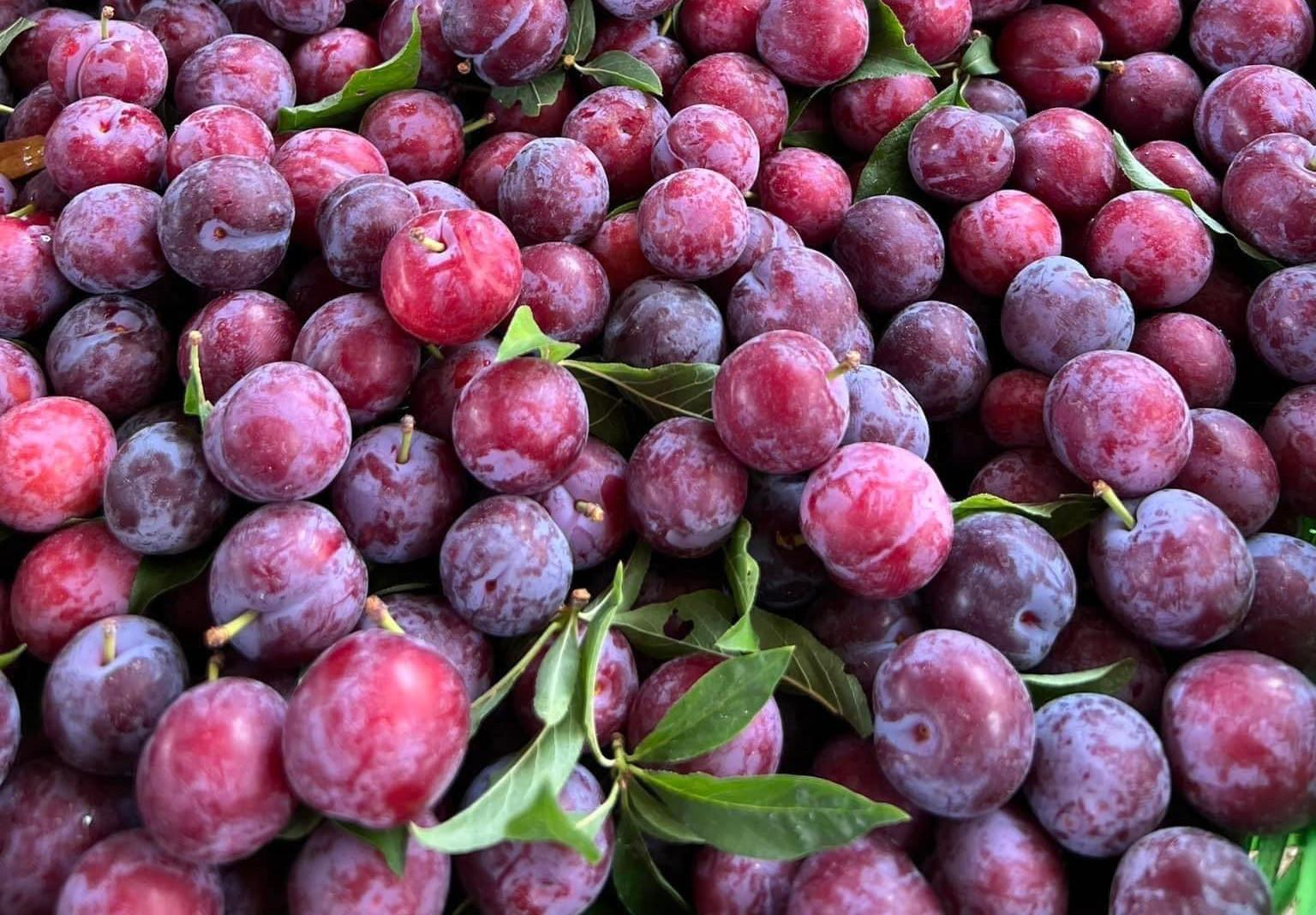 ‘Cherry Việt’ đổ bộ thị trường, giá chỉ 12.500 đồng/kg - Ảnh 1.