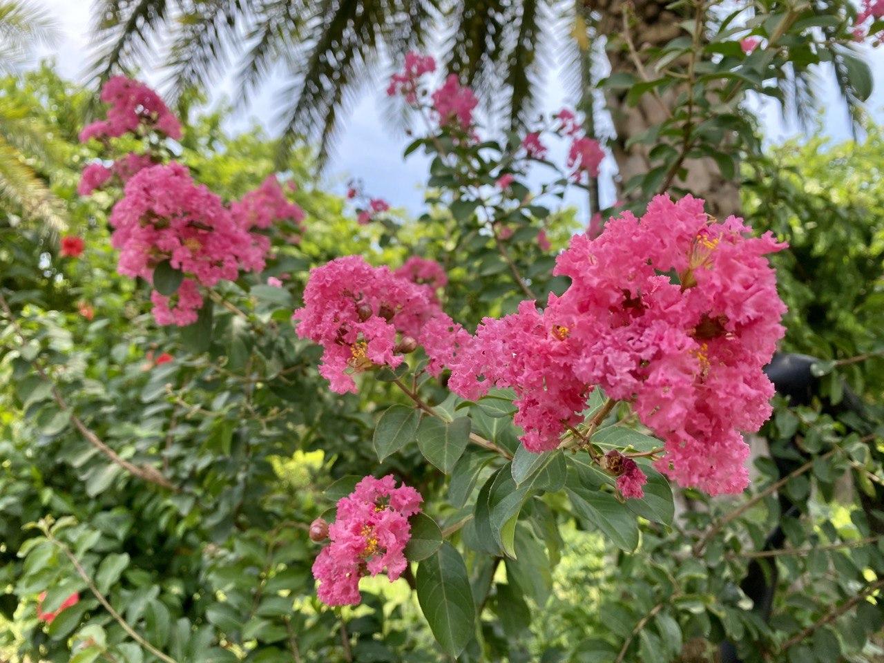 Tường vi có mùi thơm nhẹ nhàng, nụ hoa có hình cầu, kết thành từng chùm. Khi nở, 6 cánh hoa mỏng, nhăn nheo xòe rộng, tạo thành chùm vô cùng đẹp. Ảnh: Linh Boo