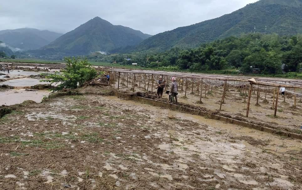 Ngoài ra, nhiều diện tích hoa màu của người dân cũng bị thiệt hại nghiêm trọng, thậm chí bị mất trắng. Ảnh: NDCC