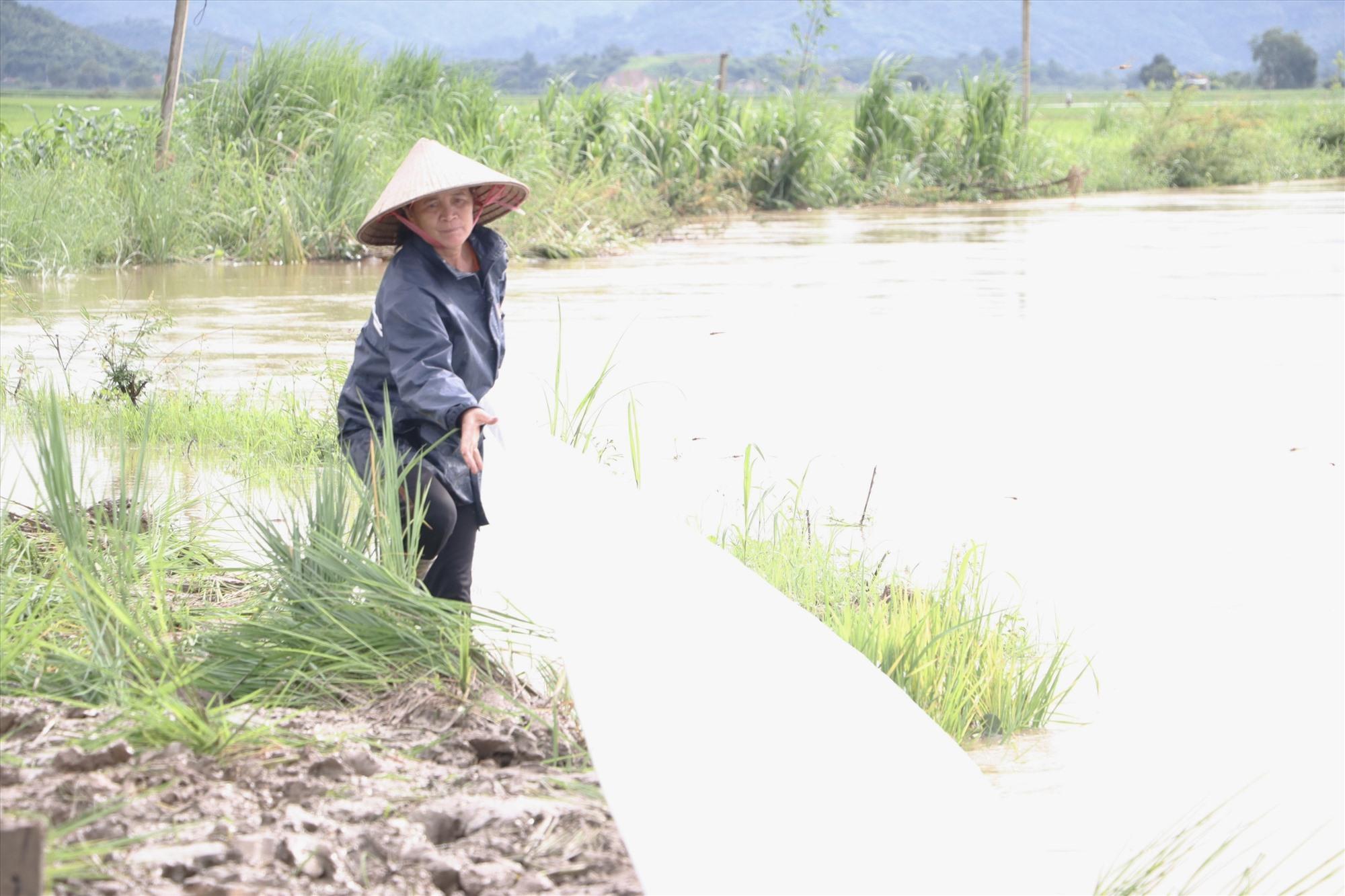 Người dân tích cực bơm nước, cứu lúa ngập úng. Ảnh: Bảo Trung