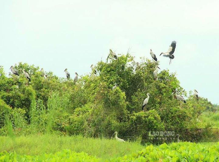 Địa phương đề xuất mở các tuyến bơi thuyền, xây dựng các điểm câu cá, vui chơi giải trí, xây dựng các chòi quan sát sân Chim, máng Dơi kết hợp với ngắm bình minh, hoàng hôn. Ảnh: Nguyên Anh