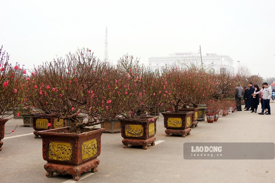 Xung quanh linh vật rồng, có rất nhiều loại hoa chơi Tết được bày bán tại chợ, đặc biệt là hoa đào, hoa mai, hoa lan, cây quất... Ảnh: Tô Công.