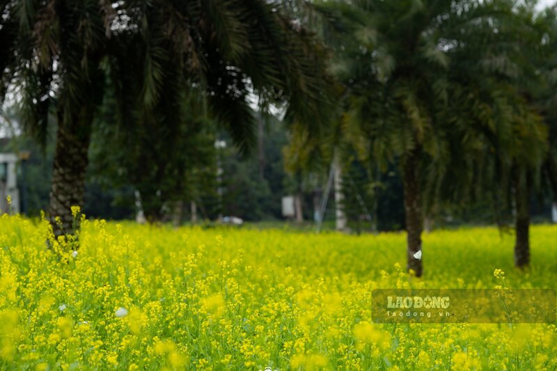 Chị Lê Thị Hằng - người dân sống tại xã Chương Xá, huyện Cẩm Khê (Phú Thọ) - chia sẻ: “Trở lại Việt Trì sau nhiều năm thấy hồ công viên Văn Lang giờ khác quá, khắp nơi đều được trang trí rất đẹp mắt, nhất là vườn hoa cải đang vào mùa, tôi đi gần 1 vòng hồ phải dừng xe xuống chụp ảnh“. Ảnh: Tô Công - Tùng Vy.