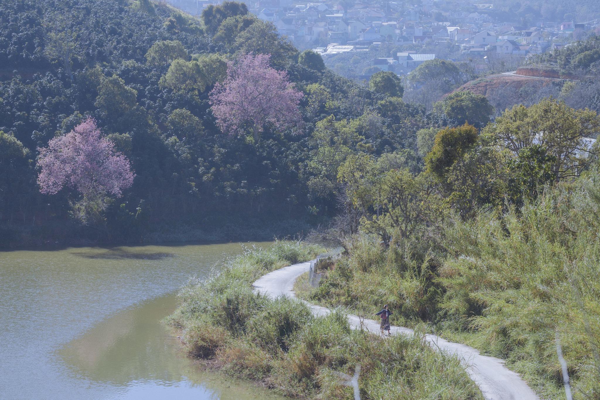 Nơi đây nổi tiếng có phong cảnh tuyệt đẹp với những ngọn đồi xanh mướt, vườn hoa rực rỡ đua sắc quanh năm. Một trong những điểm hút khách nhất tại Mộc Trà Farm chính là “con đường phong cách Hàn Quốc được làm bằng ván gỗ và uốn lượn qua khu vườn bơ.