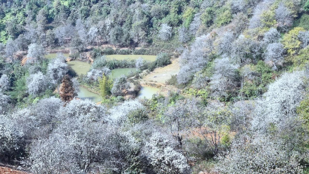 Nếu có kế hoạch ngắm hoa táo mèo ở bản Nậm Nghiệp, du khách có thể kết hợp đi trekking đỉnh Tà Chì Nhù, ngắm loài hoa nữ hoàng của núi rừng Tây Bắc mang tên đỗ quyên đang nở rộ. Nếu không đủ sức khỏe leo núi, du khách có thể di chuyển tới Nậm Nghiệp ngắm hoa táo mèo trong ngày. Trên ngọn đồi cao nhất bản có một quán cà phê, là điểm quan sát toàn cảnh rừng hoa được nhiều người ghé đến.