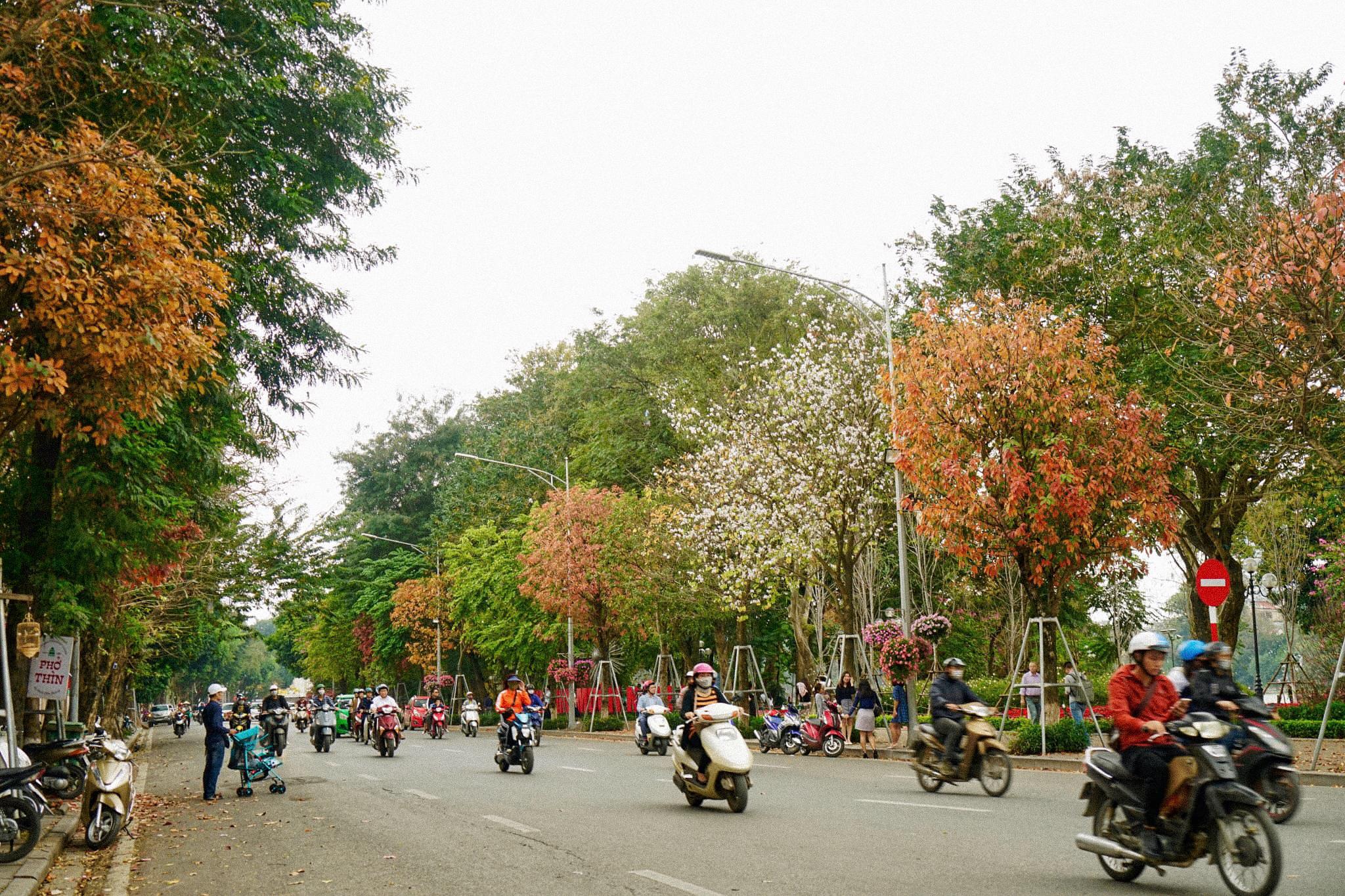 Những cây bằng lăng, lộc vừng, sấu... đua nhau đổi màu lá vàng đỏ, rồi trút lá xuống đường phố. Những con đường trải thảm lá vàng trở thành phông nền chụp ảnh nên thơ, thu hút nhiều bạn trẻ chụp ảnh, lưu lại khoảnh khắc tuyệt đẹp này. Ảnh: Leotran