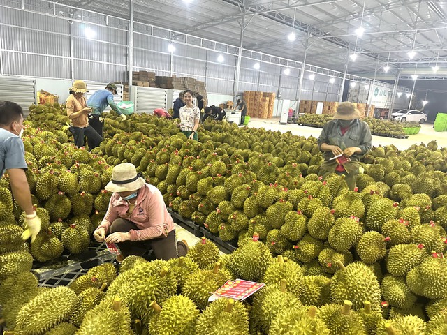 Doanh nghiệp Trung Quốc mua từ khi ra hoa, "ăn ngủ" tại vựa sầu riêng- Ảnh 2.