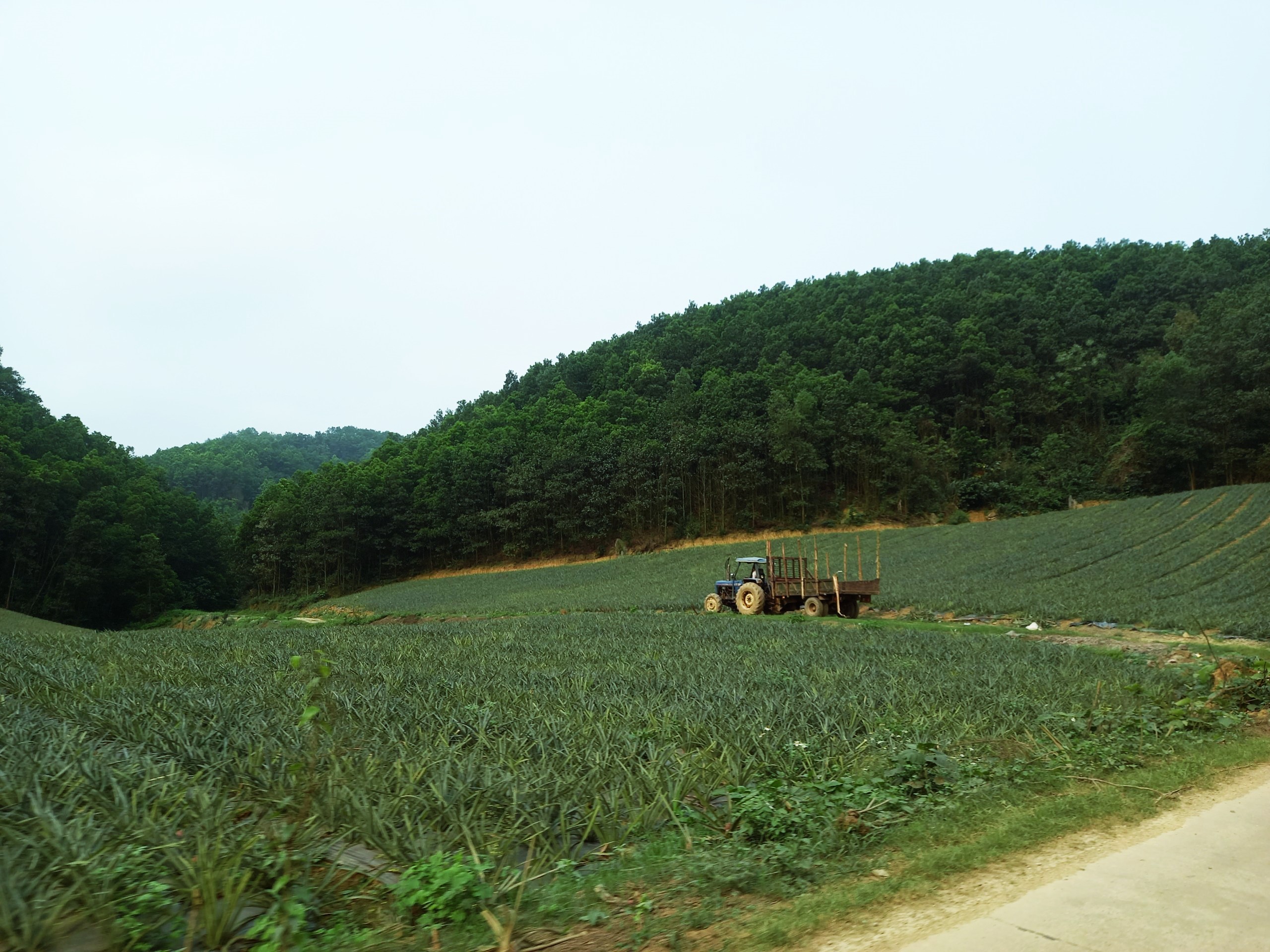 Nằm cách Hà Nội 120 km về phía nam, và cách trung tâm TP Thanh Hóa khoảng 70km về phía tây bắc, VQG Cúc Phương là một điểm điểm du lịch sinh thái lý tưởng cho du khách dịp cuối tuần hoặc các dịp nghỉ lễ ngắn ngày. Thời gian di chuyển từ Hà Nội khoảng 2 tiếng, từ Thanh Hóa khoảng 1 - 1,5 tiếng. Nếu đi từ TP Thanh Hóa, du khách thường chọn tuyến đường rẽ từ Bỉm Sơn sang Tam Điệp để vào huyện Nho Quan, Ninh Bình. Hai bên đường đã bạt ngàn sắc xanh của những đồi dứa và keo.