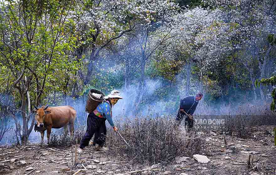 Vẻ đẹp của hoa ban trong cuộc sống lao động thường ngày.