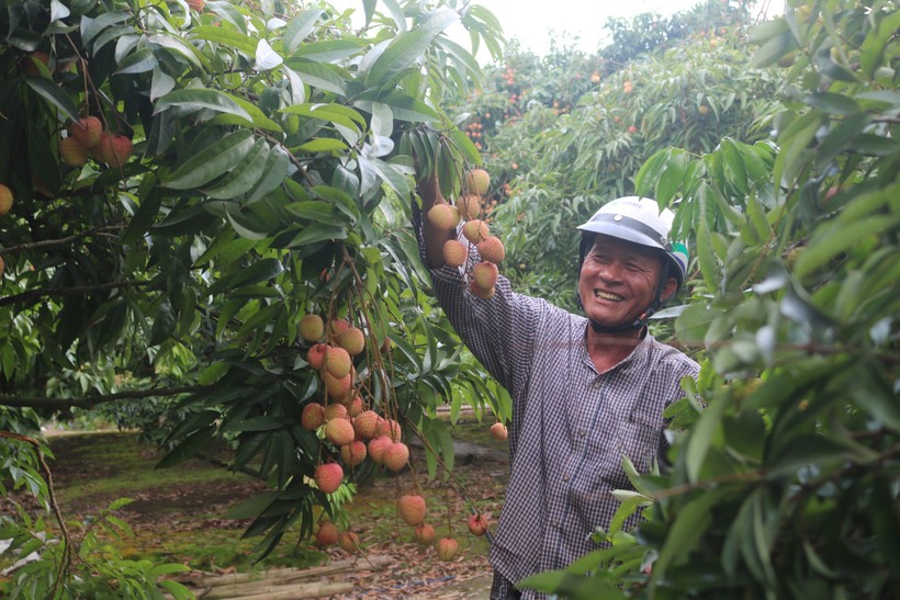 Giống vải sớm cho nông dân Bát Trang thu nhập cao.