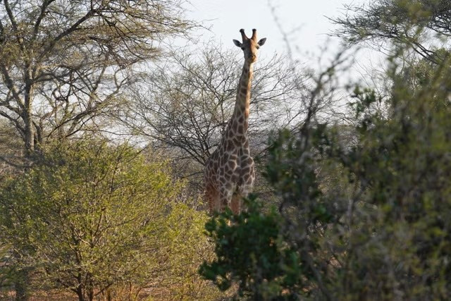 hoc sinh Zimbabwe chung song voi hiem nguy (3).jpg