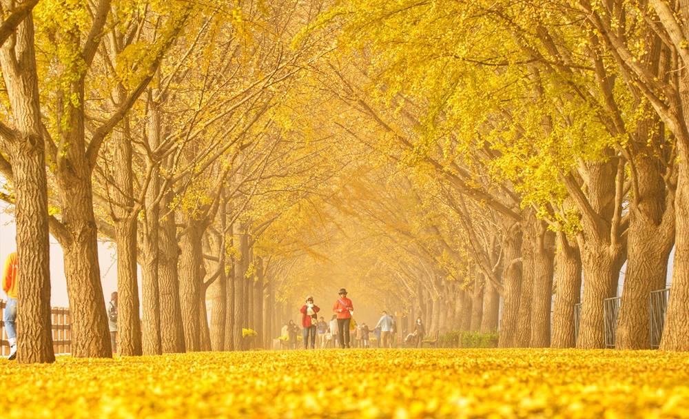 Hàng cây ngân hạnh nổi tiếng ở thành phố Asan, Hàn Quốc. Ảnh: Lee Bùi