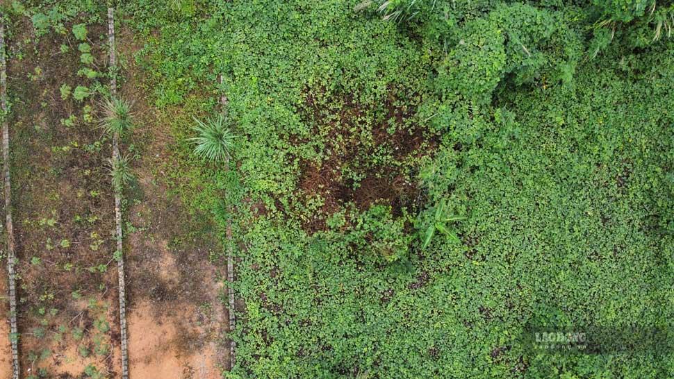 Cỏ cây mọc um tùm trên khu tái định cư. Ảnh: Trần Bùi