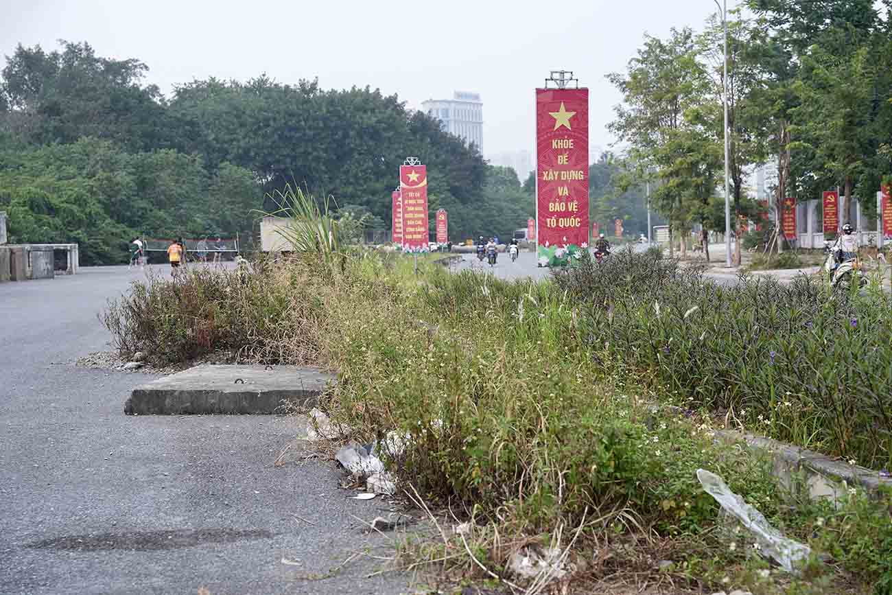 Cỏ dại mọc kín dải phân cách. Ảnh: Hữu Chánh