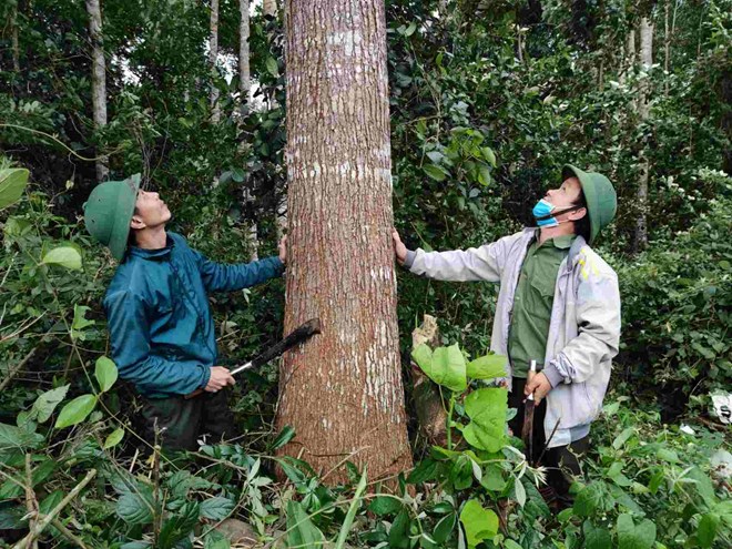 Kỳ vọng biến hàng triệu tấn tín chỉ carbon thành nguồn lực bảo vệ rừng