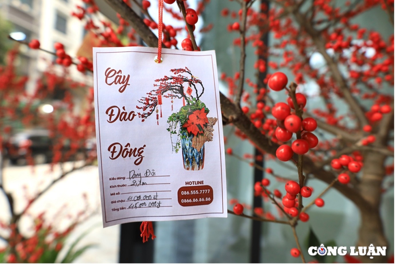 dao dong do gia hang chuc trieu dong hut khach thu do dip tet hinh 5
