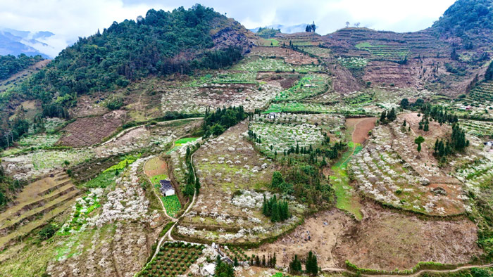 Những vườn mận mênh mông, phủ kín núi rừng Bắc Hà bởi sắc trắng tinh khôi dịp đầu xuân.