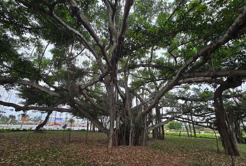 Cây si kỳ lạ lâu đời ở Hải Dương, tỏa bóng từ 60 rễ phụ