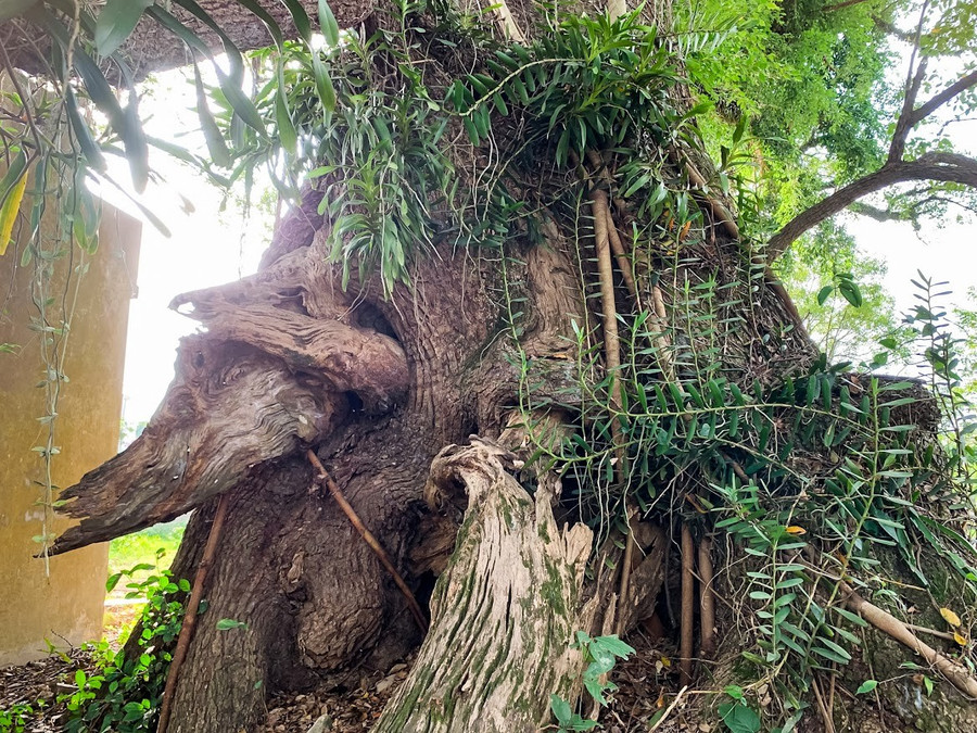 ngam-cay-da-huong-gan-600-tuoi-6.jpg