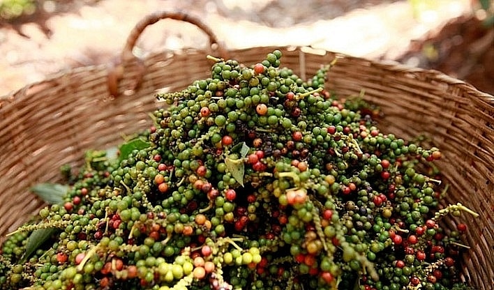 Giá nông sản hôm nay ngày 16/6/2025: Giá hồ tiêu và cà phê đi ngang