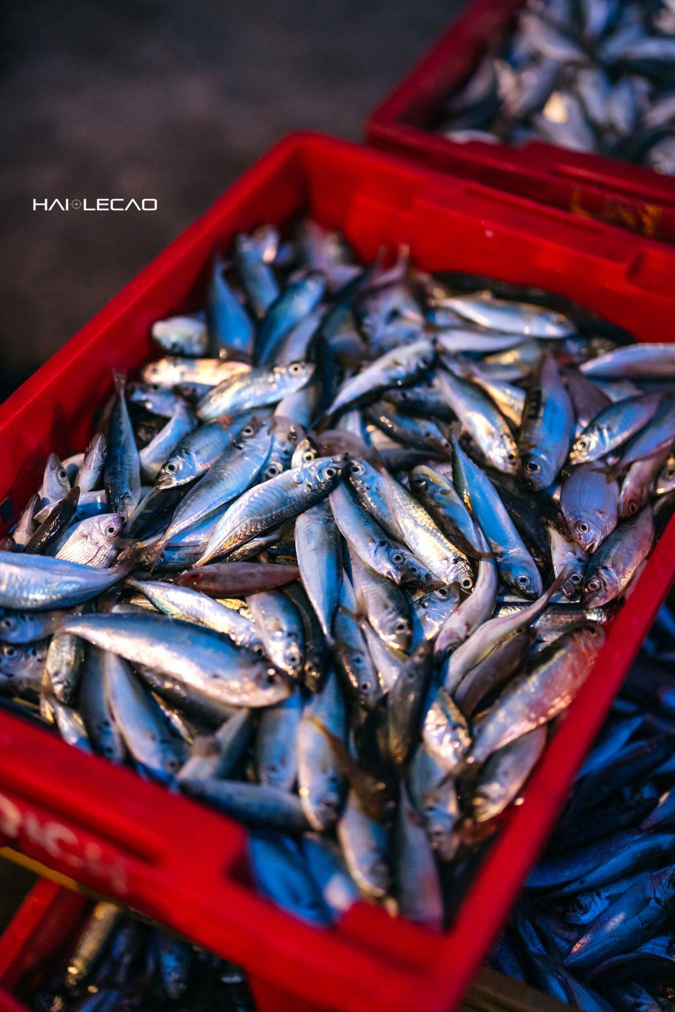 Một mẻ cá tươi rói chờ ra chợ.