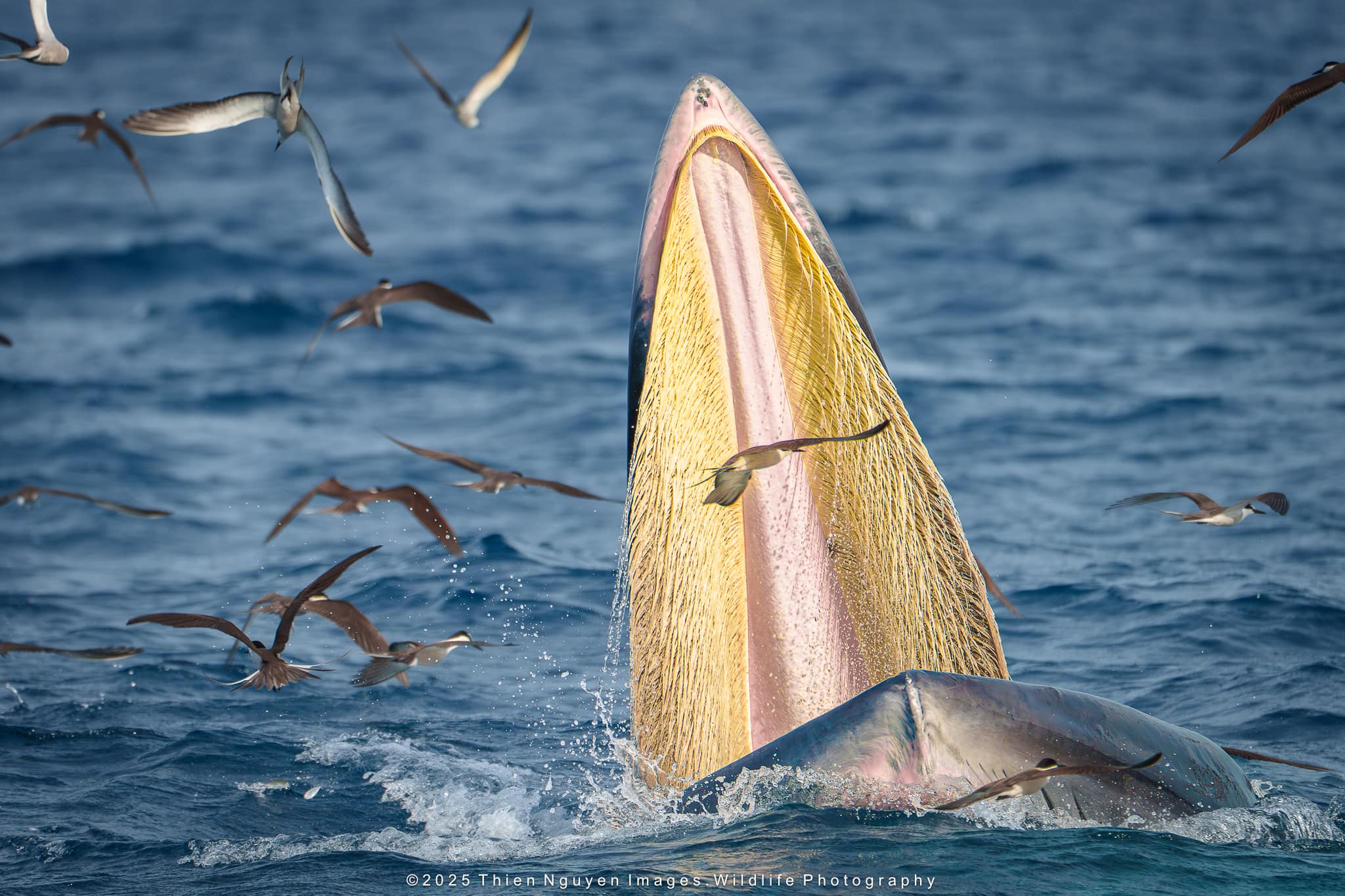 Cá voi Bryde (Balaenoptera brydei) là loài cá voi thuộc họ Cá voi lưng xám, thường ăn các loài cá bơi theo bầy như cá cơm, cá trích và cá sardine.
