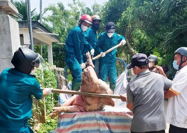 Lực lượng chức năng ở Quảng Ngãi đang khẩn trương tiêu hủy heo bị bệnh, khoanh vùng dập dịch để hạn chế lây lan, bùng phát trên diện rộng. Ảnh: Long Phụng