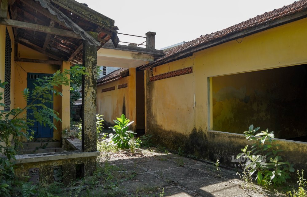 Cây dại vươn mình từ những kẽ nứt sàn gạch, cỏ hoang phủ kín bậc tam cấp, lối đi ngập lá mục.