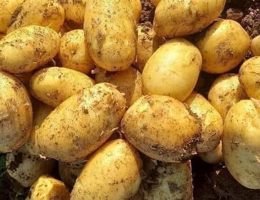 Giảm axit uric bằng cách ăn loại khoai phổ biến