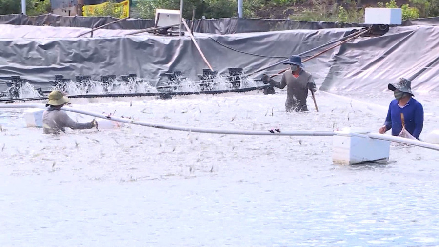 Người dân Cà Mau thu hoạch tôm nuôi. nuoi-tom-10.jpg