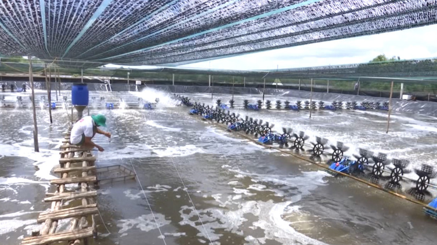 Mô hình nuôi tôm siêu thâm canh tại Cà Mau. nuoi-tom-30.jpg