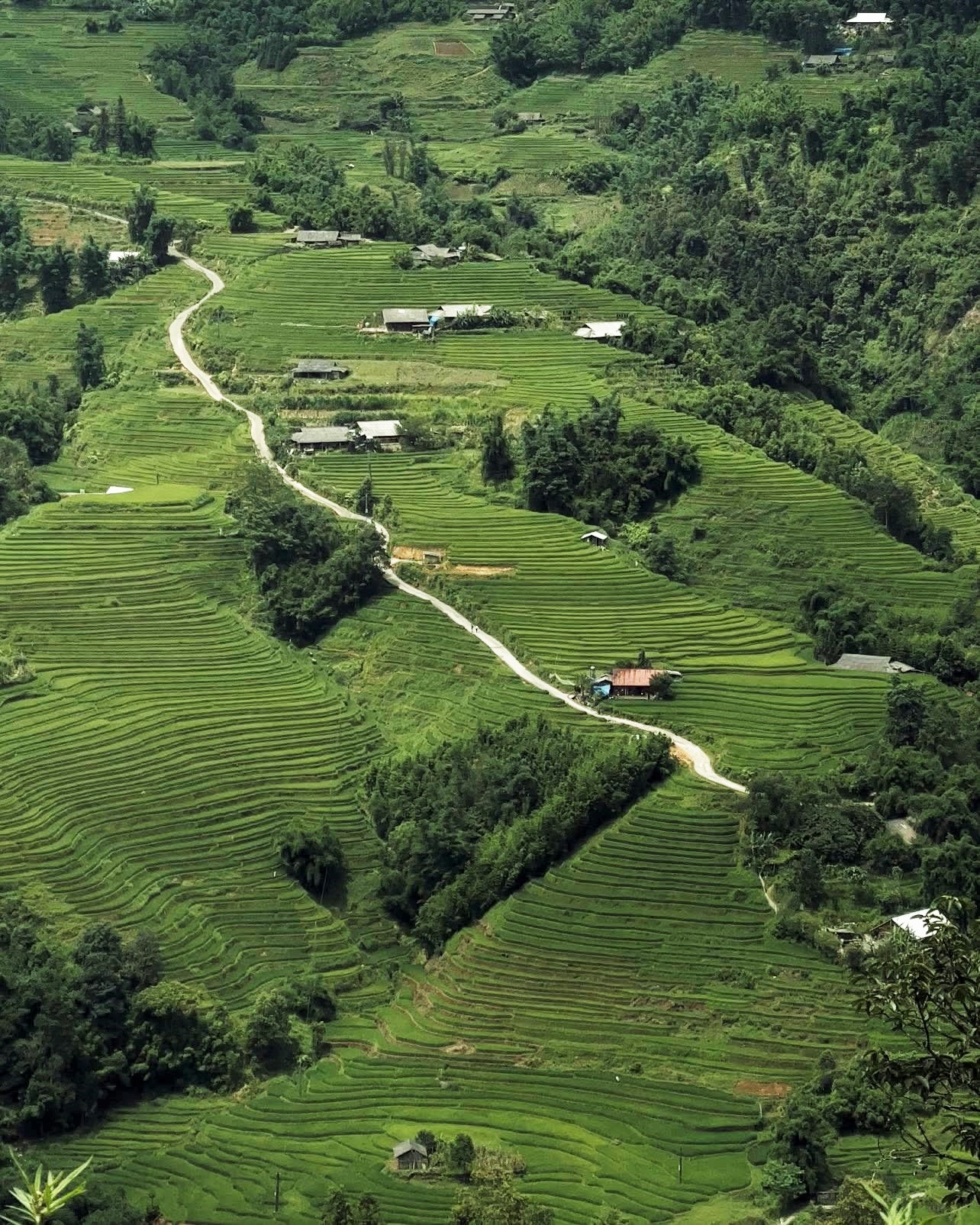 Người dân bản Ý Linh Hồ gieo mạ muộn hơn nên lúa mới trổ lá xanh vào đầu tháng 8. Những thửa ruộng bậc thang ôm theo sườn núi cao vút từng tầng, xen giữa những nếp nhà đồng bào tạo nên bức tranh thiên nhiên đẹp hút hồn.