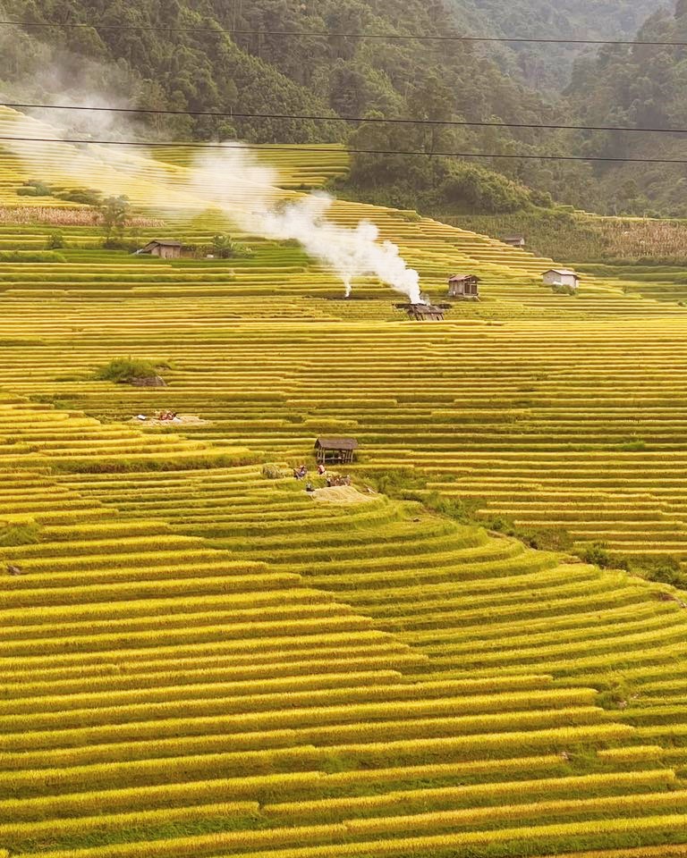Từ cuối tháng 7, trong khi các nơi khác ở Sa Pa lúa còn xanh hoặc mới lên bông thì những thửa ruộng bậc thang ở Nậm Cang đã nhuộm vàng và thơm hương lúa chín. Người dân đã rục rịch thu hoạch vào mỗi sáng sớm.