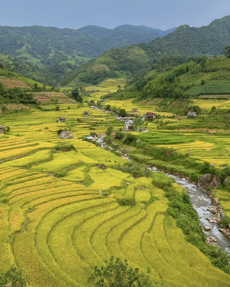 Đỗ Vân Anh (quê Hưng Yên) chia sẻ: “Từ Sa Pa tới Nậm Cang khoảng 40km đường giống như 2 năm trước mình từng đi, chạy xe máy xuống đây không quá khó kể cả với các bạn nữ. Trên đường đi có thể dừng chân ngắm cảnh tại nhiều điểm đẹp, nhất là vào mùa lúa chín. Hiện lúa Nậm Cang chín sớm hơn các nơi khác tại Sa Pa và người dân bắt đầu gặt nhiều, nếu có dự định bạn hãy đi sớm“.